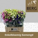 lysianthus E varié au bac - Berglisianthus