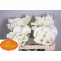 calla Crystal Blush blanc 50 - Clefleur