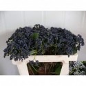 Viburnum dentatum Blueberry Hill 50 -...