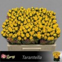 R branchue TARANTELLA - 050 - SS - Sun Spray