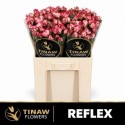 R branchue REFLEX - Tinaw Flower