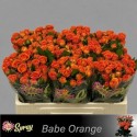 R branchue BABE ORANGE - 050 - SS - Sun Spray
