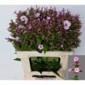 Phlox Miss Anna's Eyes 60 cm 996 -...