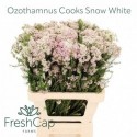 Ozothamnus Cooks Snow blanc - FreshCap