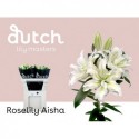 lilium double AISHA - Dutch Lily Masters