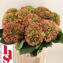 hortensia. Verena Classic rouge Groen L8 -...