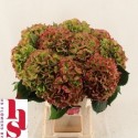 hortensia M VERENA CL - C.G. Hoogervorst