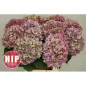 hortensia Rodeo Classic Metaal Koper 60cm,...