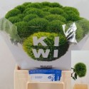 DIANTHUS Kiwi Mellow - Peter van der Voort...