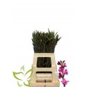 glaieul Summer Jewel - Hermans Mini Gladiolus