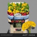 celosie créte ACT INCA - 72cm - Kwekerij...