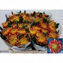 CHR G fuego - Javago Fleur