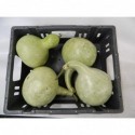 CUCURBITA Bird House Kallebasse - Raab Rosen