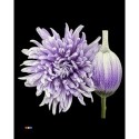 CHR G ANTONOV PASTEL MILKA - .