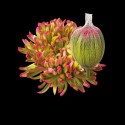 CHR G ANTONOV HORTENSIA - .