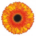 gerbera SPOTLIGHT - .