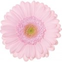 germini Bridal Kimsey rose - Gebr. Weijs...